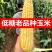 新鲜老玉米，黄玉米，玉米粑粑玉米馍馍打浆原材料，老式玉米