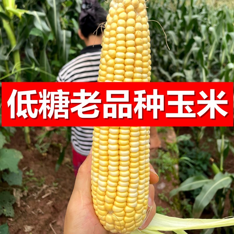 新鲜老玉米，黄玉米，玉米粑粑玉米馍馍打浆原材料，老式玉米