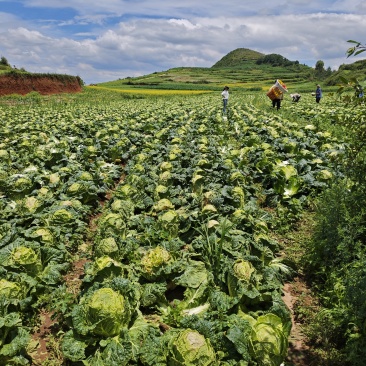 威宁高山大白菜