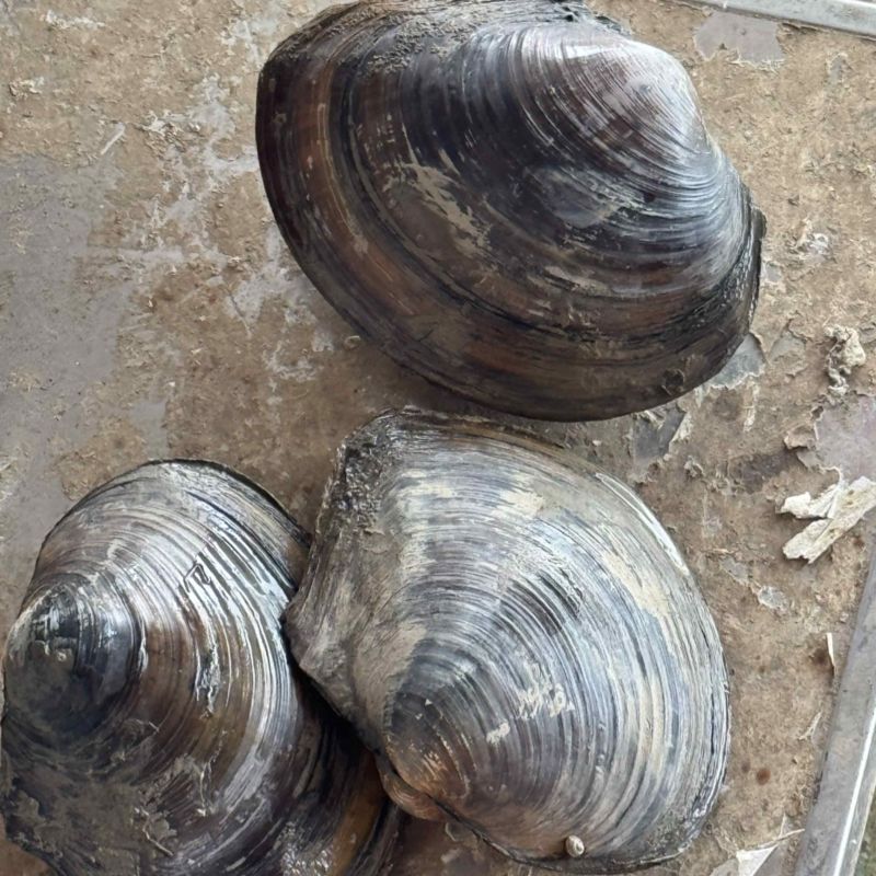 河蚌
