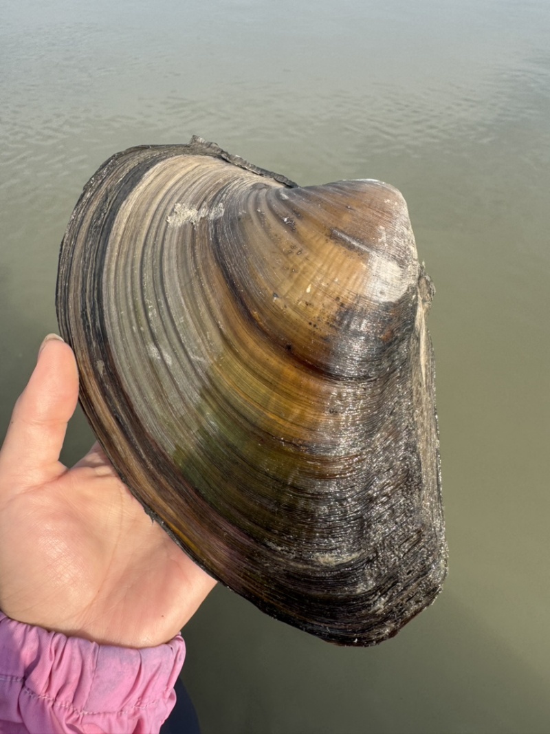 河蚌