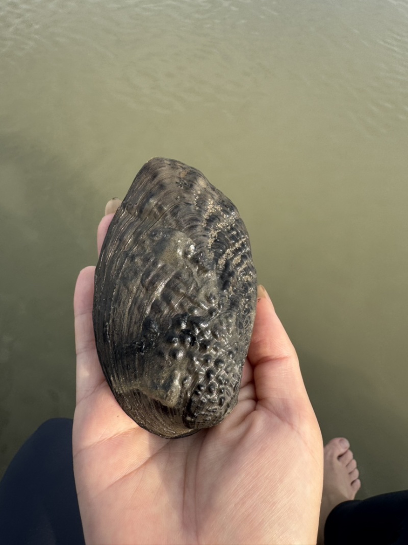河蚌