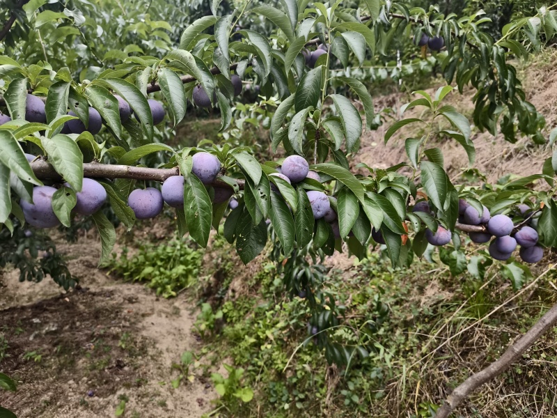 川西北高海拔五月翠李子