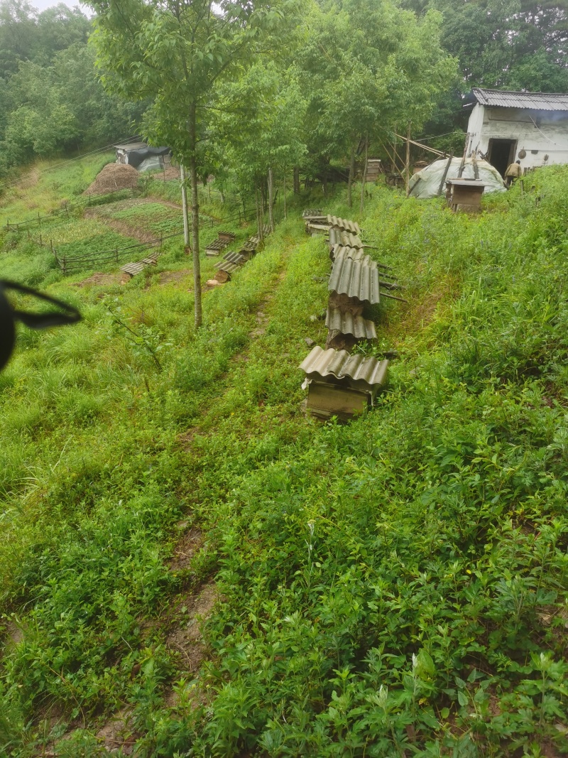陕南高山土蜂蜜波美度40以上的