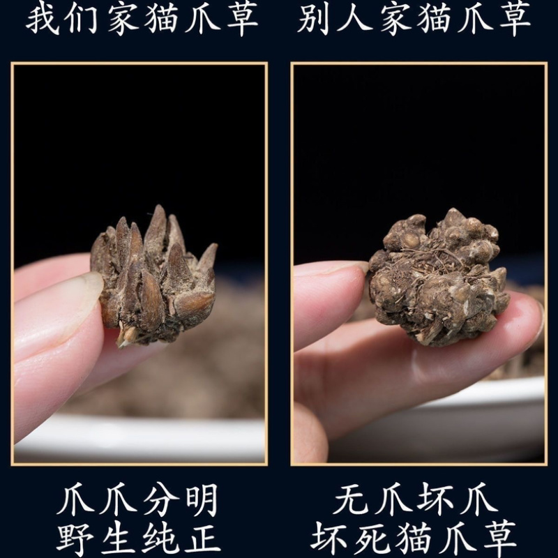 正宗猫爪草中药材正品河南淮滨野生猫爪草