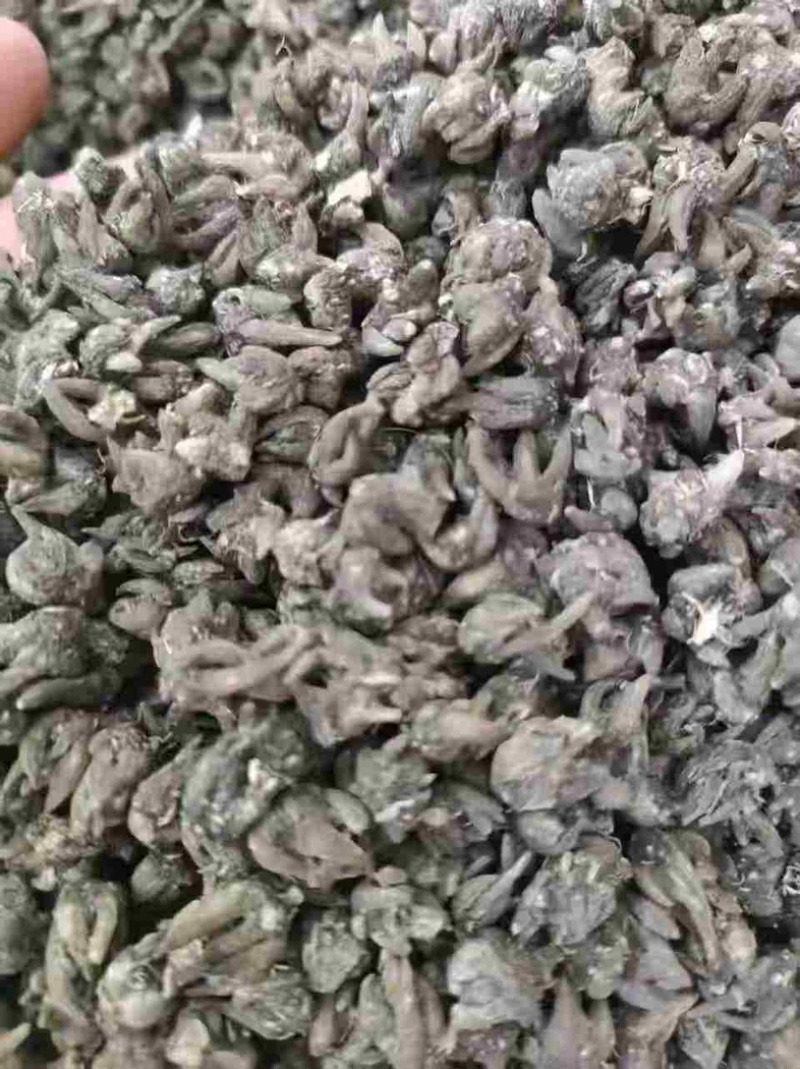 正宗猫爪草中药材正品河南淮滨野生猫爪草