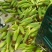 北京昌平鲜玉米水果玉米甜玉米农户自家种植支持零售