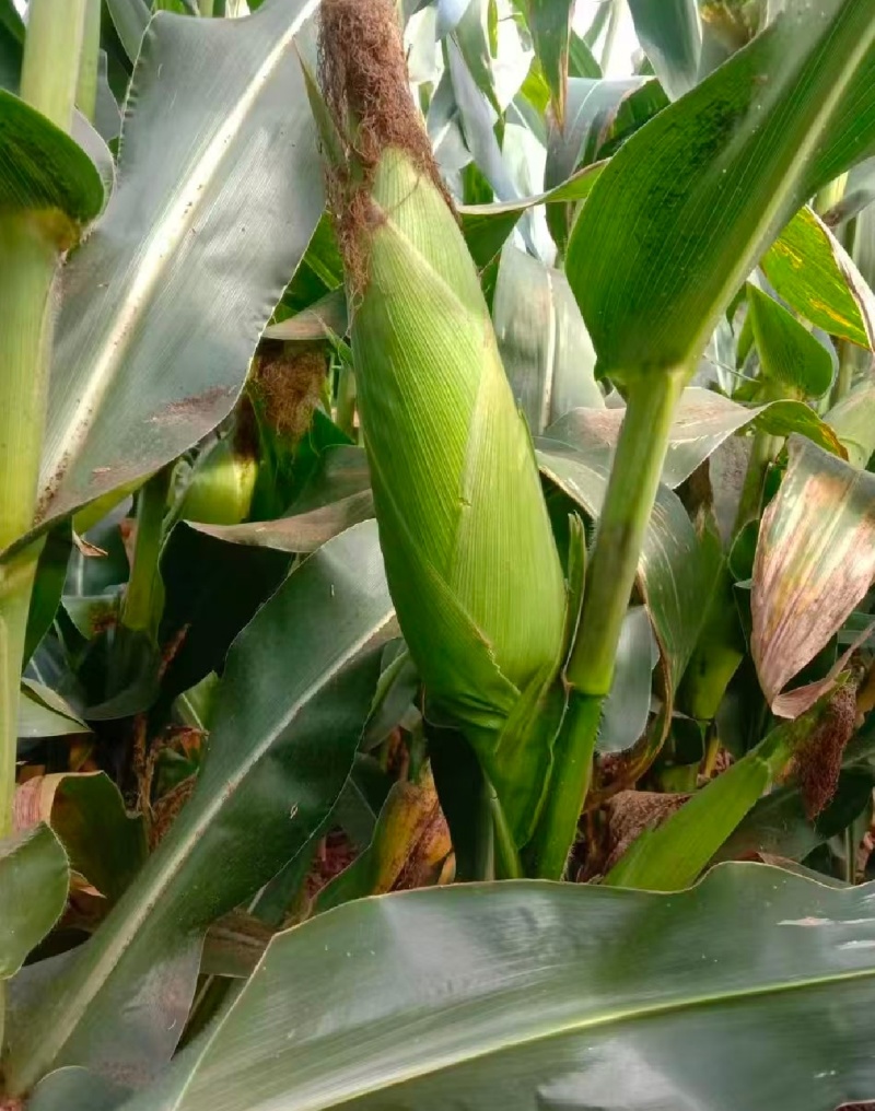 北京昌平鲜玉米水果玉米甜玉米农户自家种植支持零售