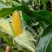 北京昌平鲜玉米水果玉米甜玉米农户自家种植支持零售