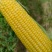 北京昌平鲜玉米水果玉米甜玉米农户自家种植支持零售
