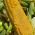 北京昌平鲜玉米水果玉米甜玉米农户自家种植支持零售