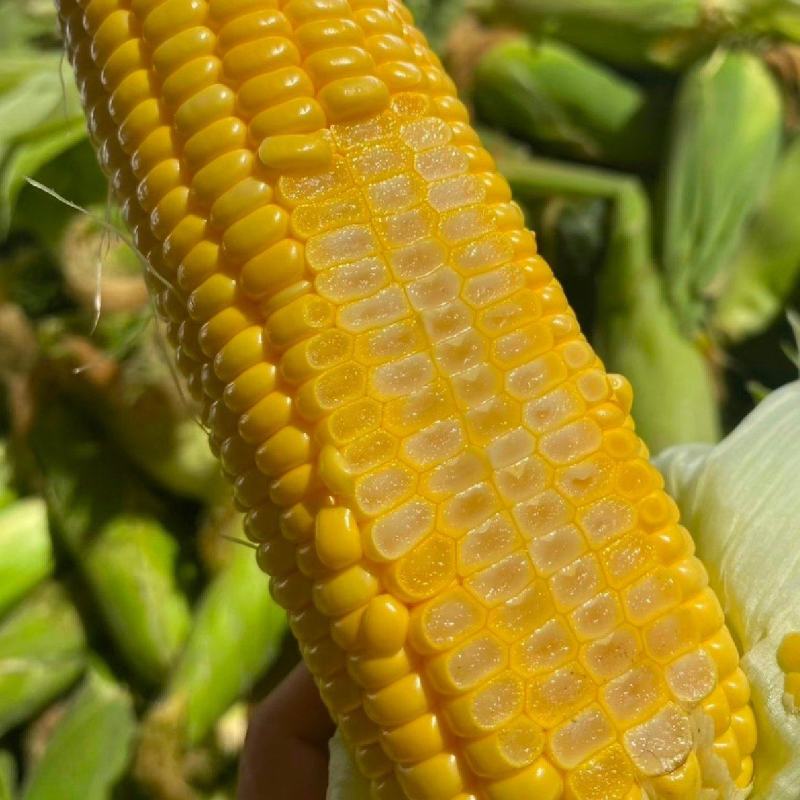 北京昌平鲜玉米水果玉米甜玉米农户自家种植支持零售