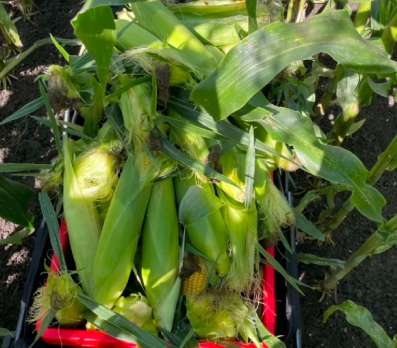 北京昌平鲜玉米水果玉米甜玉米农户自家种植支持零售