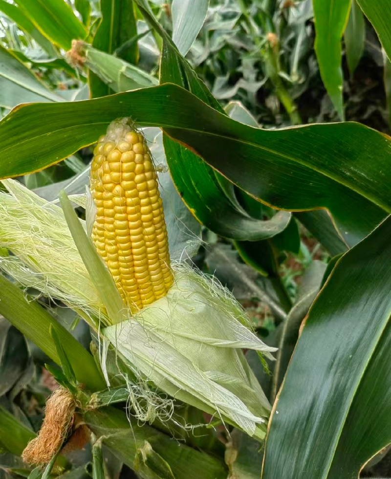 北京昌平鲜玉米水果玉米甜玉米农户自家种植支持零售