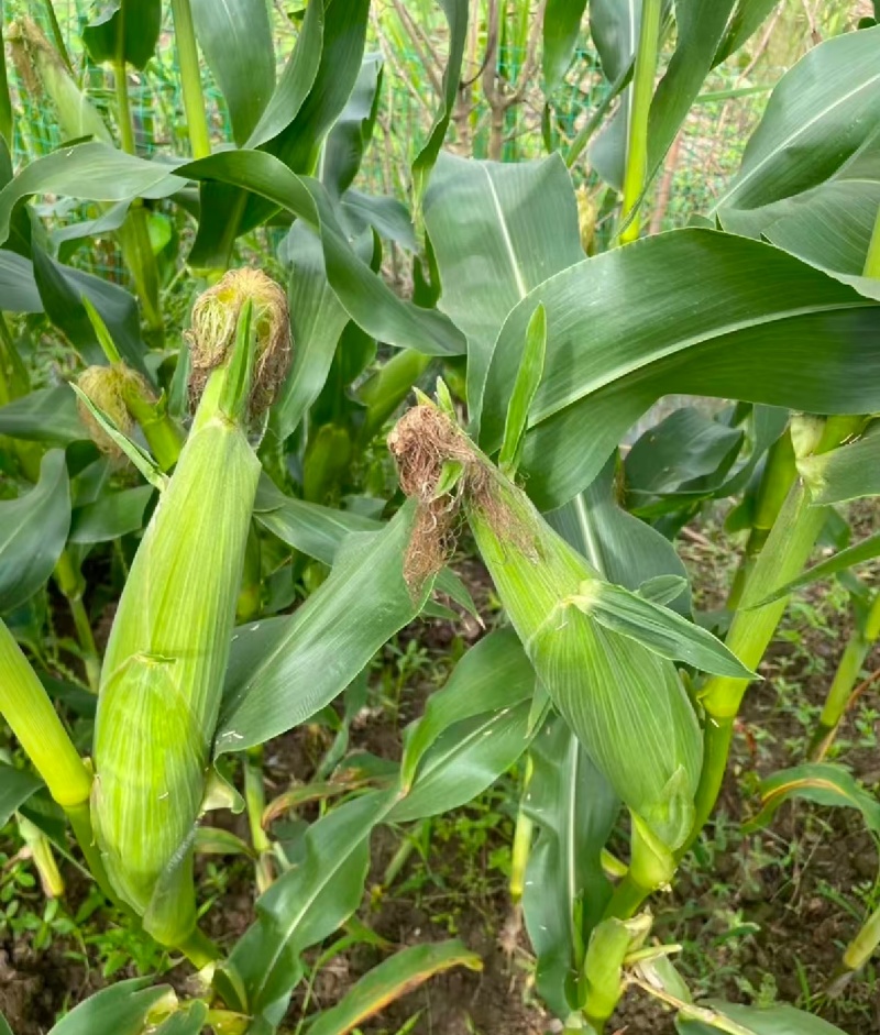 北京鲜玉米糯玉米白糯玉米自家种植零售买来自家吃