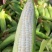 北京鲜玉米糯玉米白糯玉米自家种植零售买来自家吃