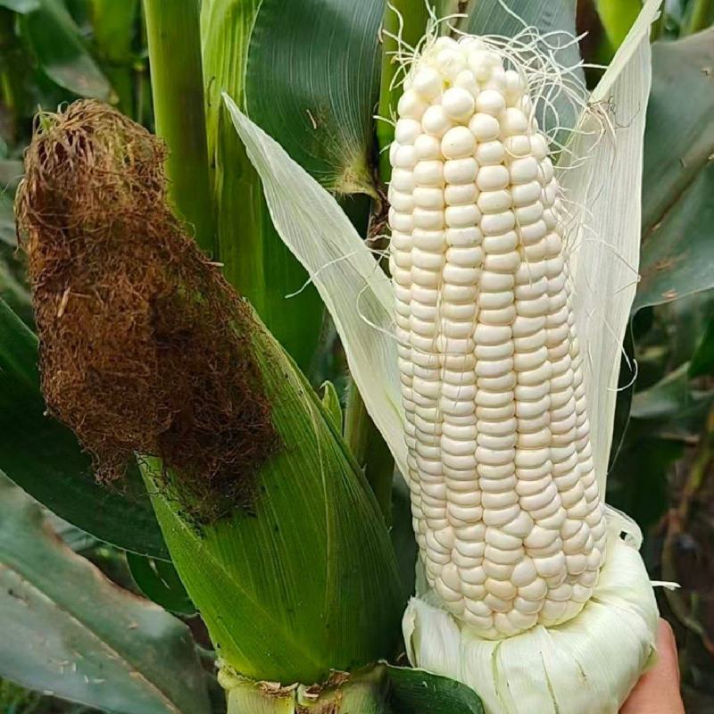 北京鲜玉米糯玉米白糯玉米自家种植零售买来自家吃