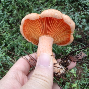 野生松乳菇，菇熟菌，紫花菌，重阳菌