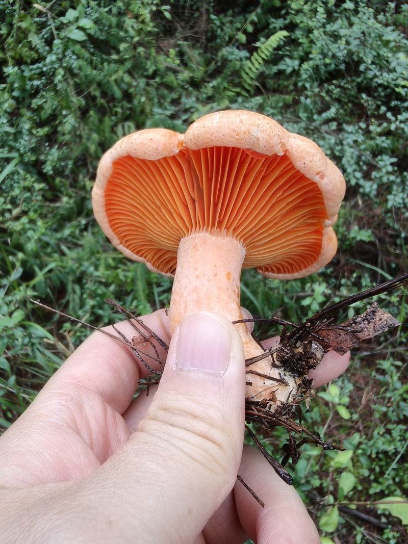 野生松乳菇，菇熟菌，紫花菌，重阳菌