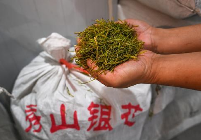 重庆秀山金银花产地源头大量稳定供应无硫烘干干花