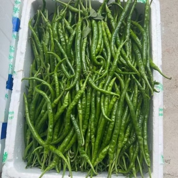 螺丝椒，邹皮椒，8号椒，辣妹子