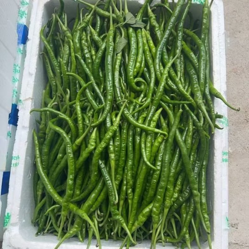 螺丝椒，邹皮椒，8号椒，辣妹子