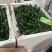 螺丝椒，邹皮椒，8号椒，辣妹子