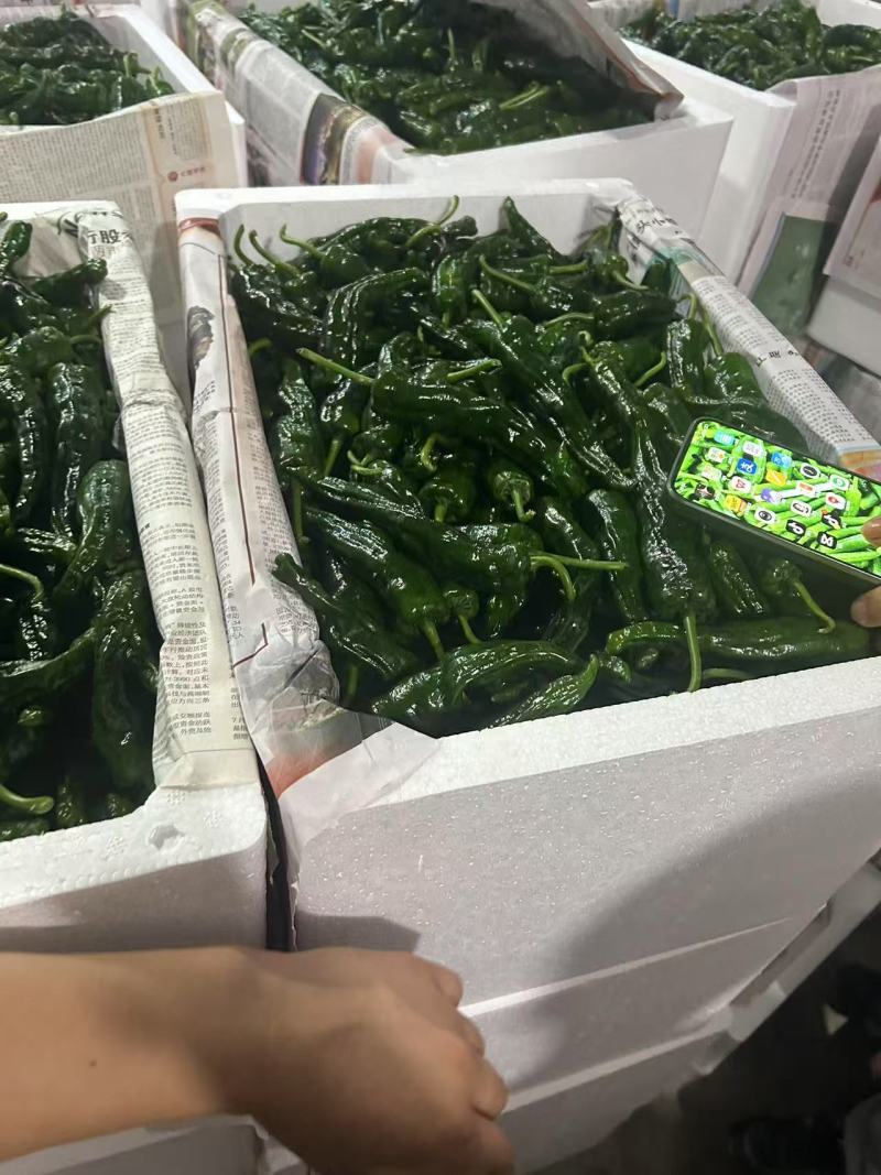螺丝椒，邹皮椒，8号椒，辣妹子