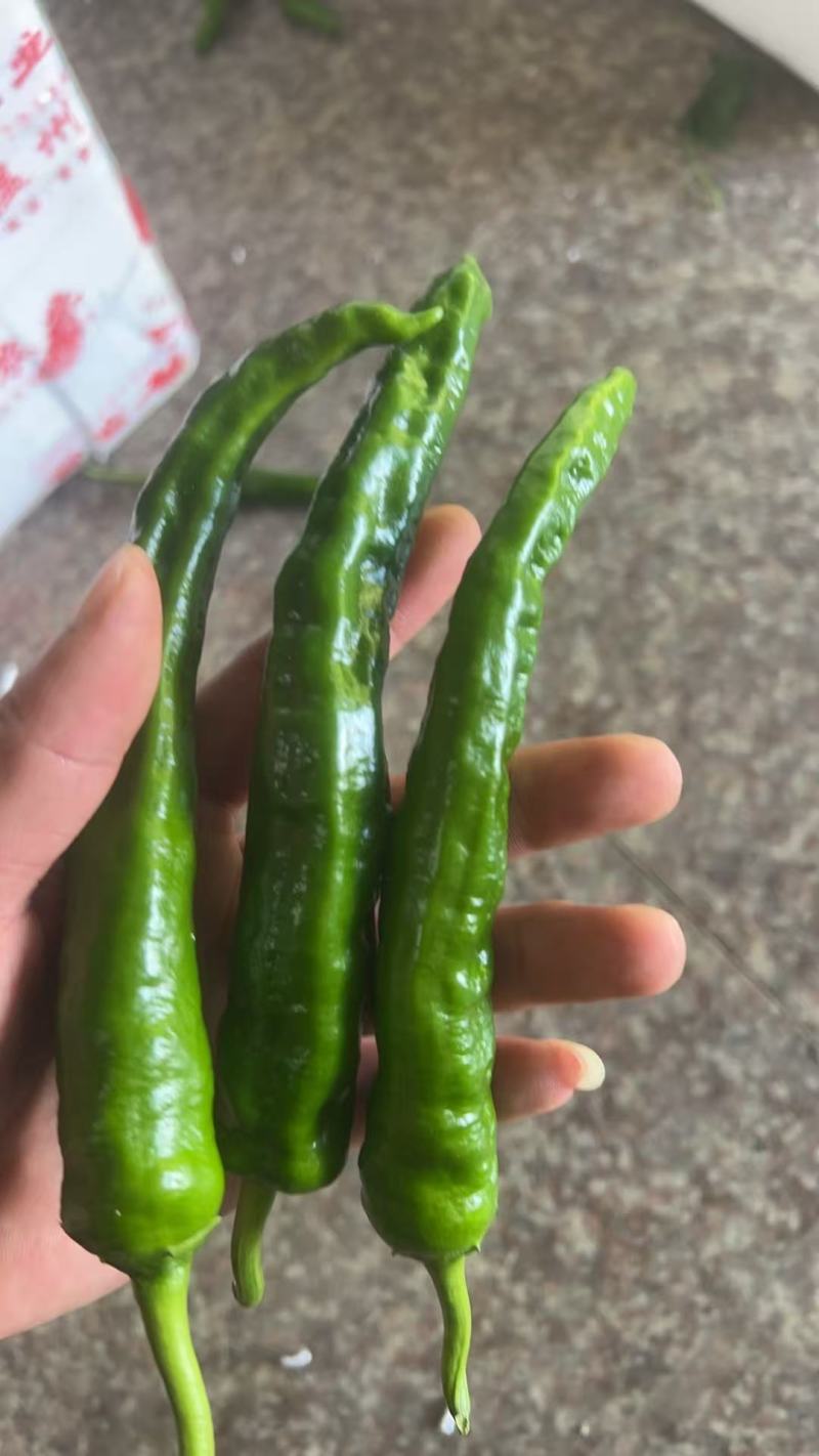 螺丝椒，邹皮椒，8号椒，辣妹子