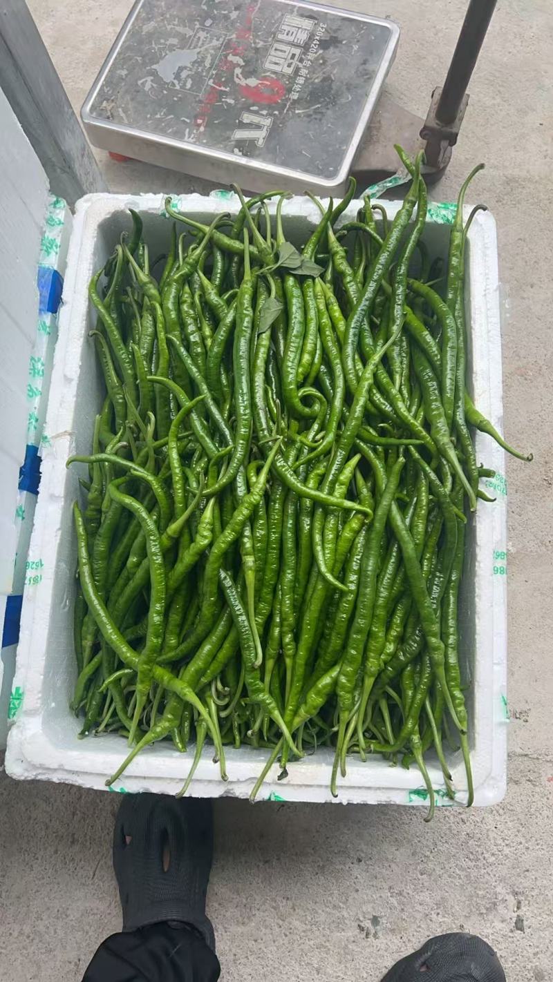 螺丝椒，邹皮椒，8号椒，辣妹子