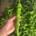 螺丝椒，邹皮椒，8号椒，辣妹子