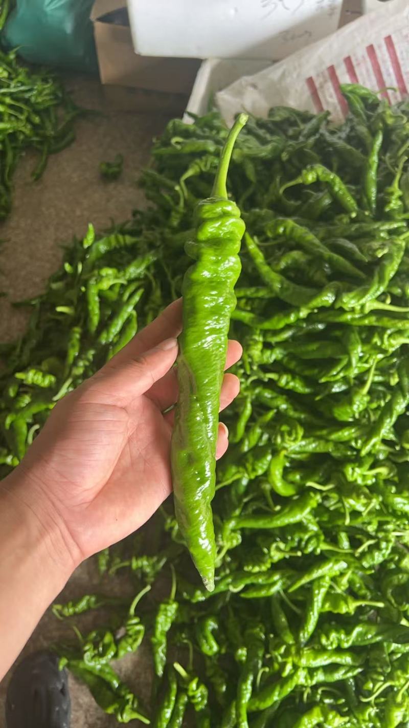 螺丝椒，邹皮椒，8号椒，辣妹子