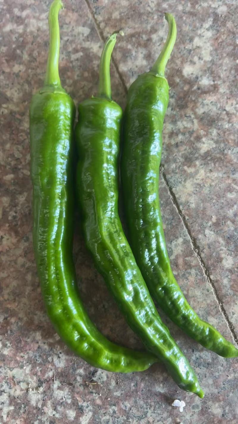 螺丝椒，邹皮椒，8号椒，辣妹子