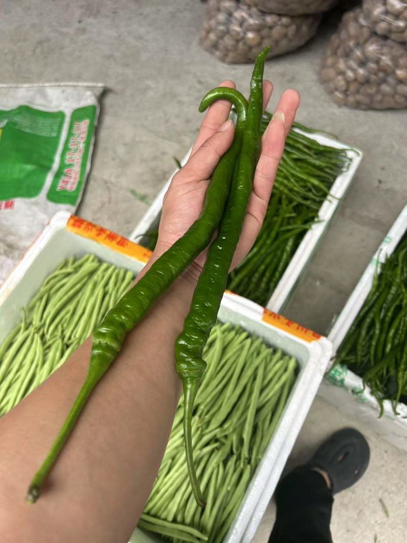 螺丝椒，邹皮椒，8号椒，辣妹子
