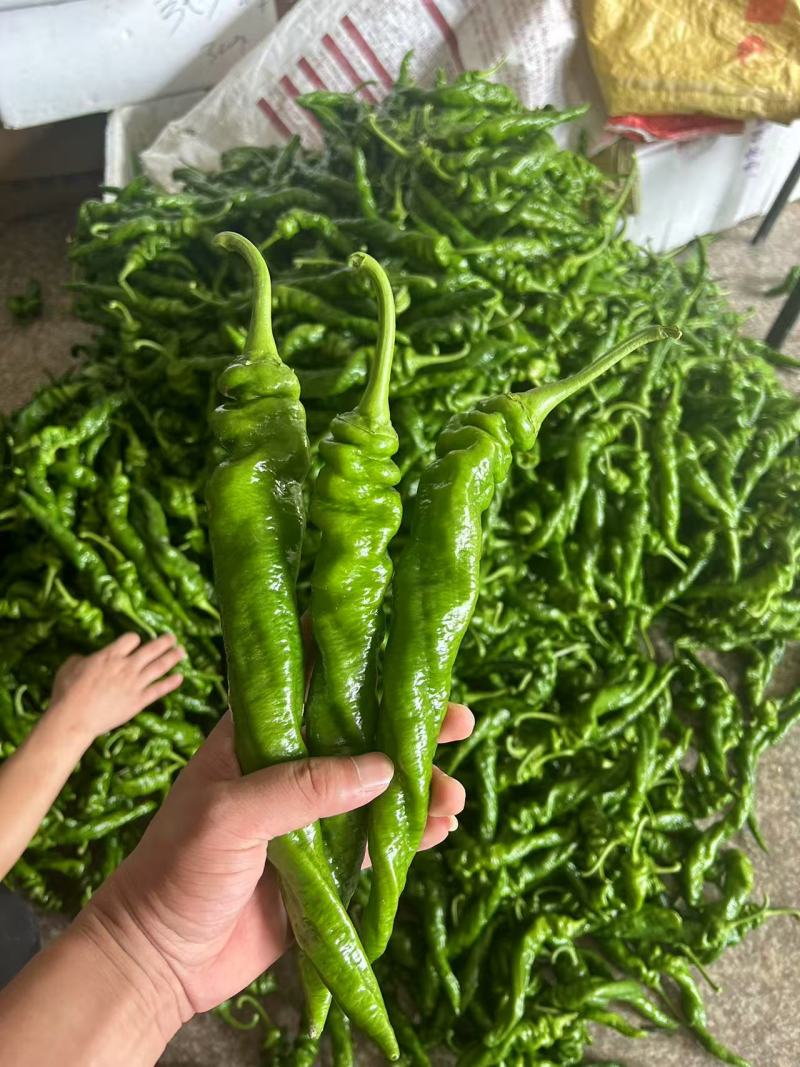 螺丝椒，邹皮椒，8号椒，辣妹子