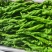 螺丝椒，邹皮椒，8号椒，辣妹子