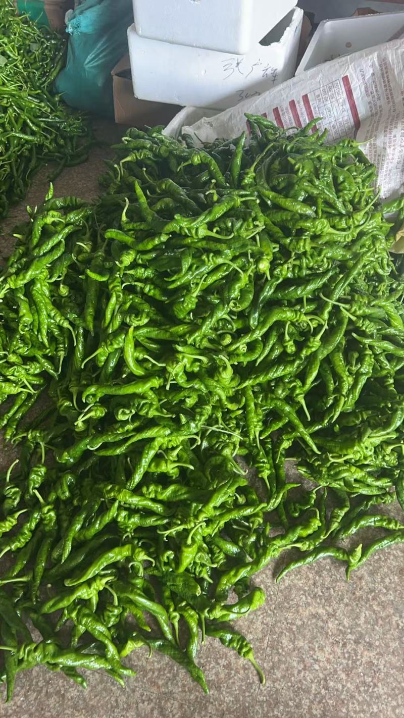 螺丝椒，邹皮椒，8号椒，辣妹子