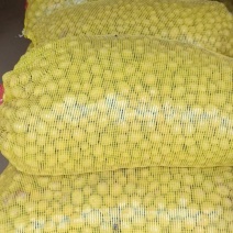 恩施马尔科小土豆