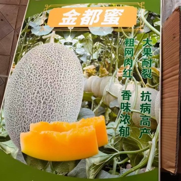 哈密瓜