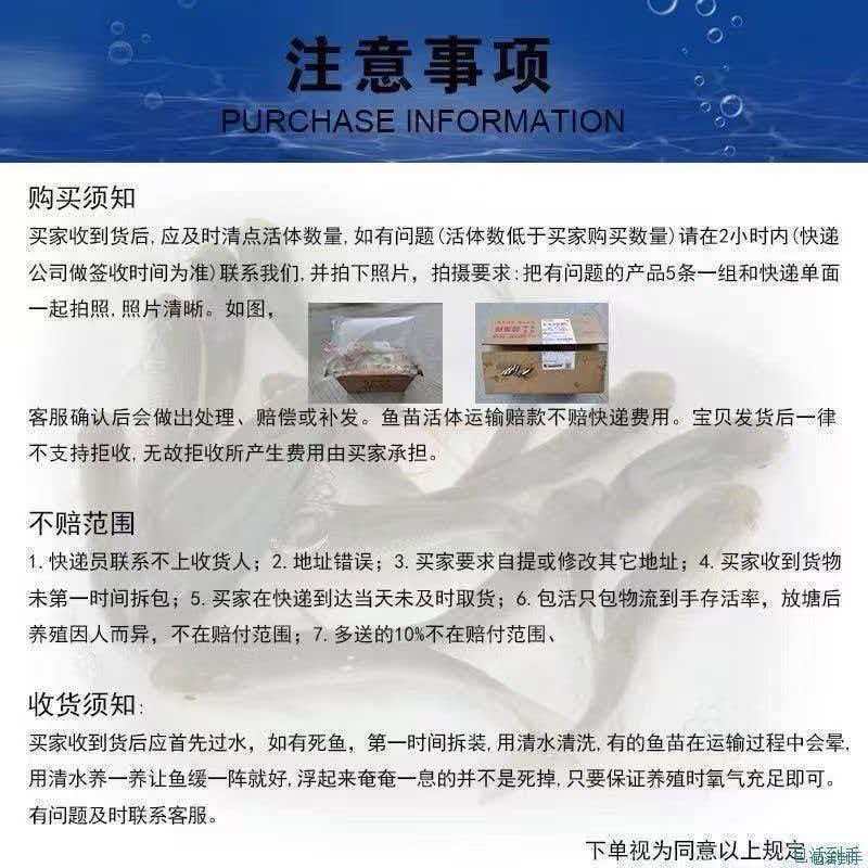石斑鱼苗活体黑猫鱼苗鲙鱼淡水石斑鱼石班鱼池塘养