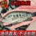 石斑鱼苗活体黑猫鱼苗鲙鱼淡水石斑鱼石班鱼池塘养