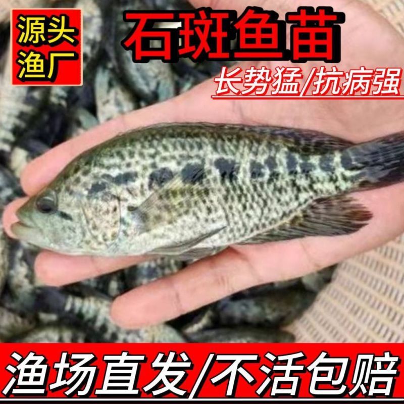 石斑鱼苗活体黑猫鱼苗鲙鱼淡水石斑鱼石班鱼池塘养
