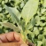 【推荐】精品有机花菜苗白实花苗菜花苗欢迎来电咨询