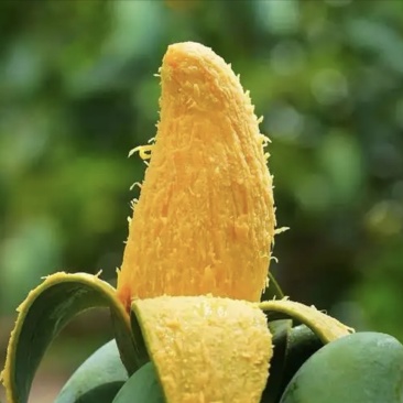 【精品】百色芒果桂七芒果基地直发量大优惠欢迎来电洽谈