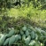 【精品】百色芒果桂七芒果基地直发量大优惠欢迎来电洽谈