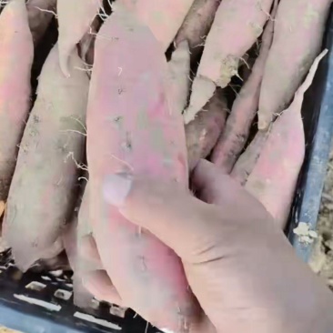 烟薯25