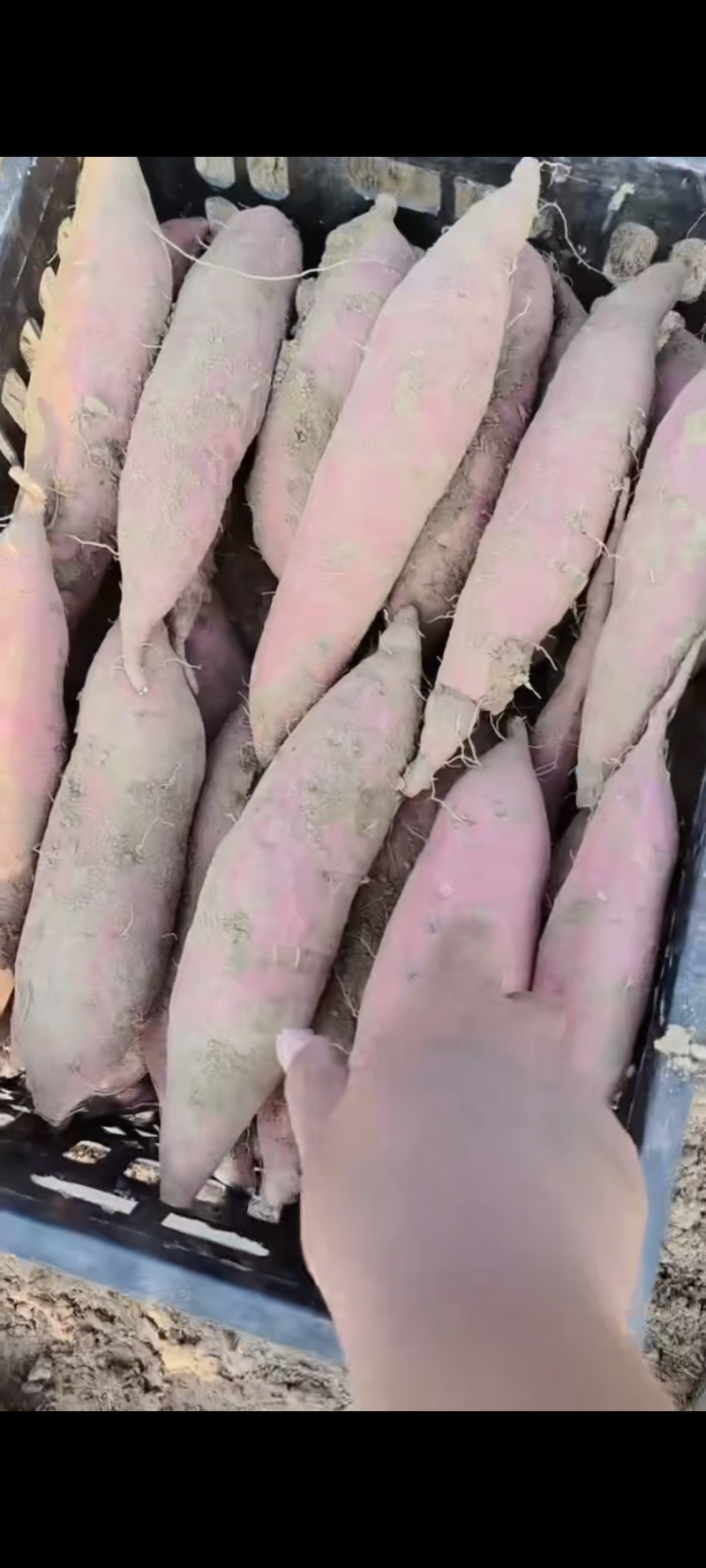 烟薯25