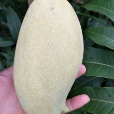 【精品】广西百色芒果桂七桂十大量上市一手货源价格美丽