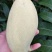 【精品】广西百色芒果桂七桂十大量上市一手货源价格美丽