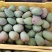 【精品】广西百色芒果桂七桂十大量上市一手货源价格美丽